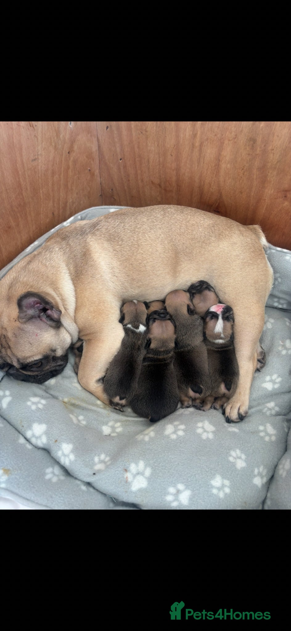 French Bulldog dogs 6 Frenchbull dogs 4 girls 2 boys  - Advert 1