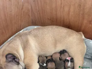 French Bulldog dogs 6 Frenchbull dogs 4 girls 2 boys - Advert 1
