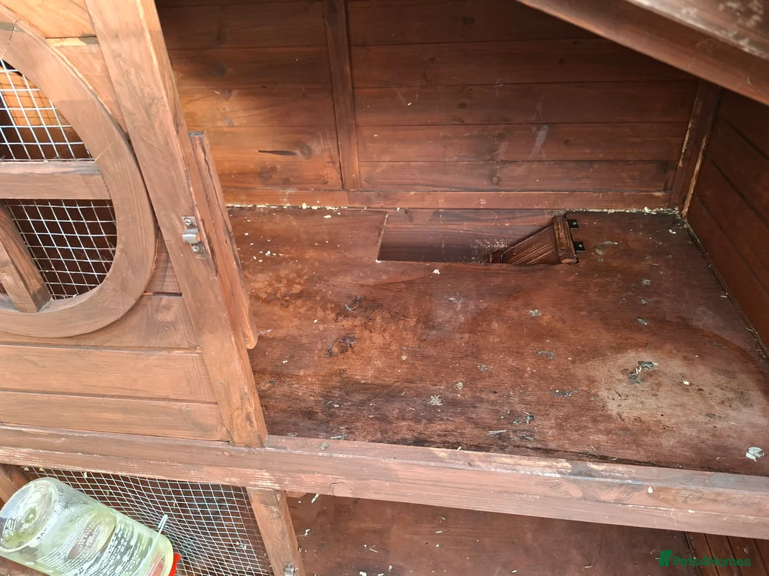 Lionhead rabbits for sale: Pedigree Double Mained Lionhead Un Neutured Male  - Advert 13