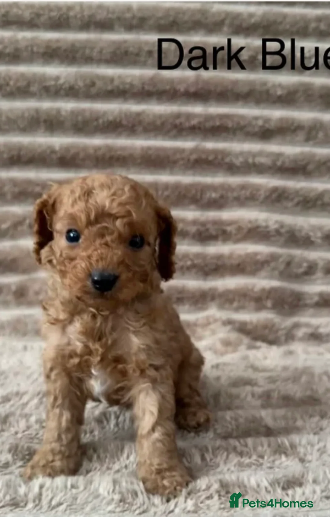 Cavapoo dogs for sale: Handsome cavapoo for sale in Croydon - Advert 6