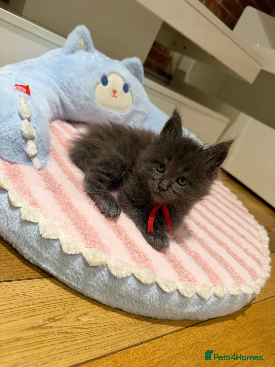 Maine Coon cats for sale: XXL MAINECOON MALE KITTENS  - Advert 2