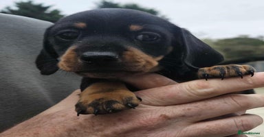 Miniature Dachshund dogs - Advert 2