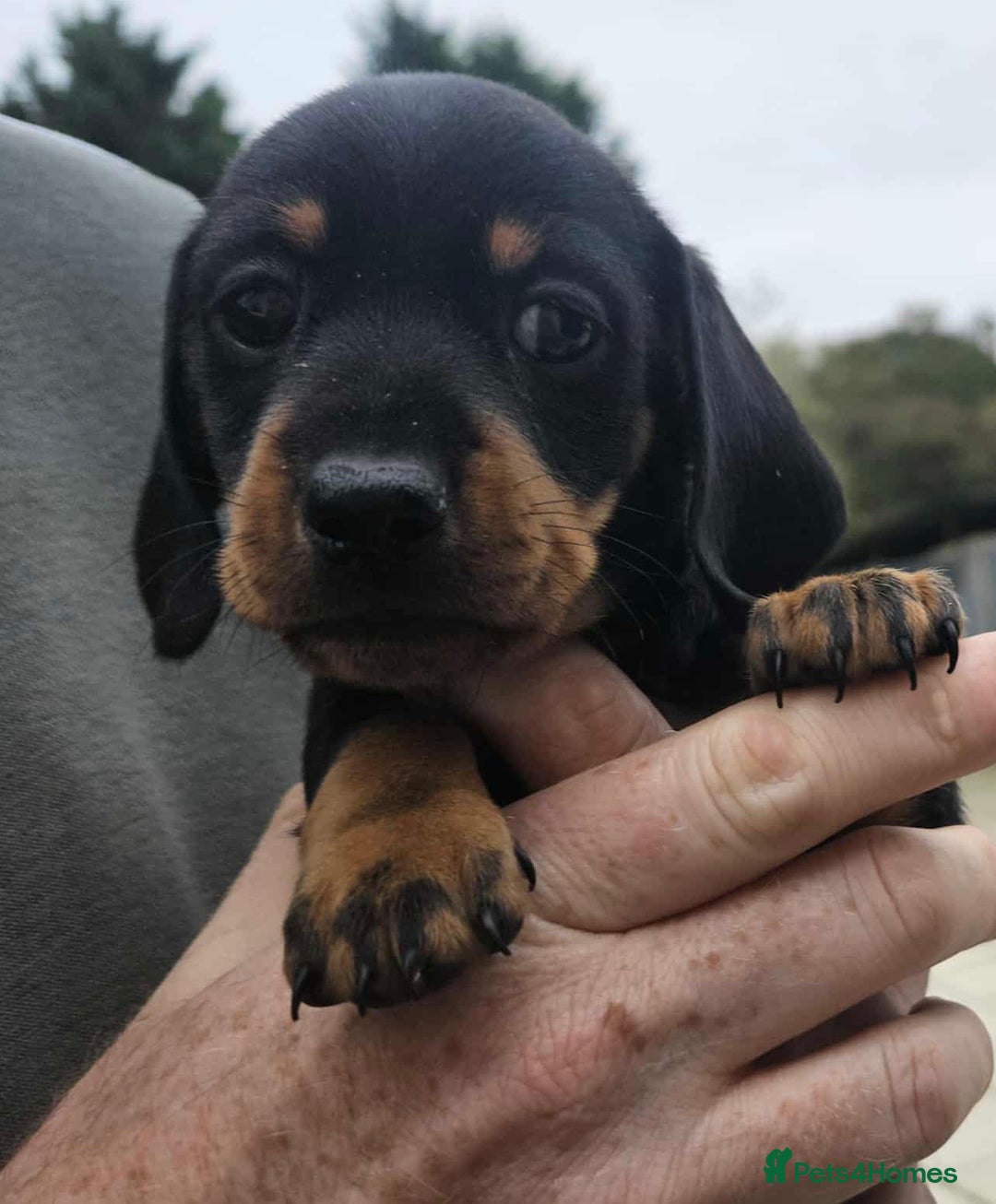 Miniature Dachshund dogs for sale: Miniature smooth haired dachshunds  - Image 5