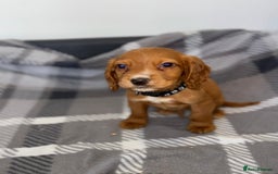 Cocker Spaniel dogs for sale: Adorable Cocker Spaniel  - Image 8