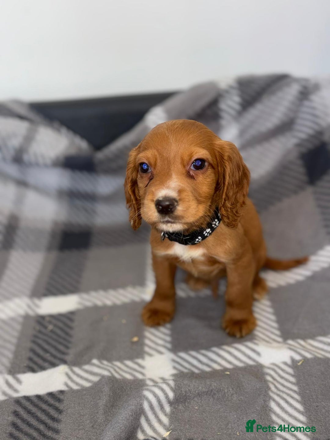 Cocker Spaniel dogs for sale: Adorable Cocker Spaniel  - Image 8