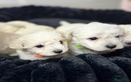 Bichon Frise dogs for sale: Adorable Bichon Frisée Puppies for sale  - Image 2