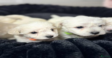 Bichon Frise dogs - Advert 7