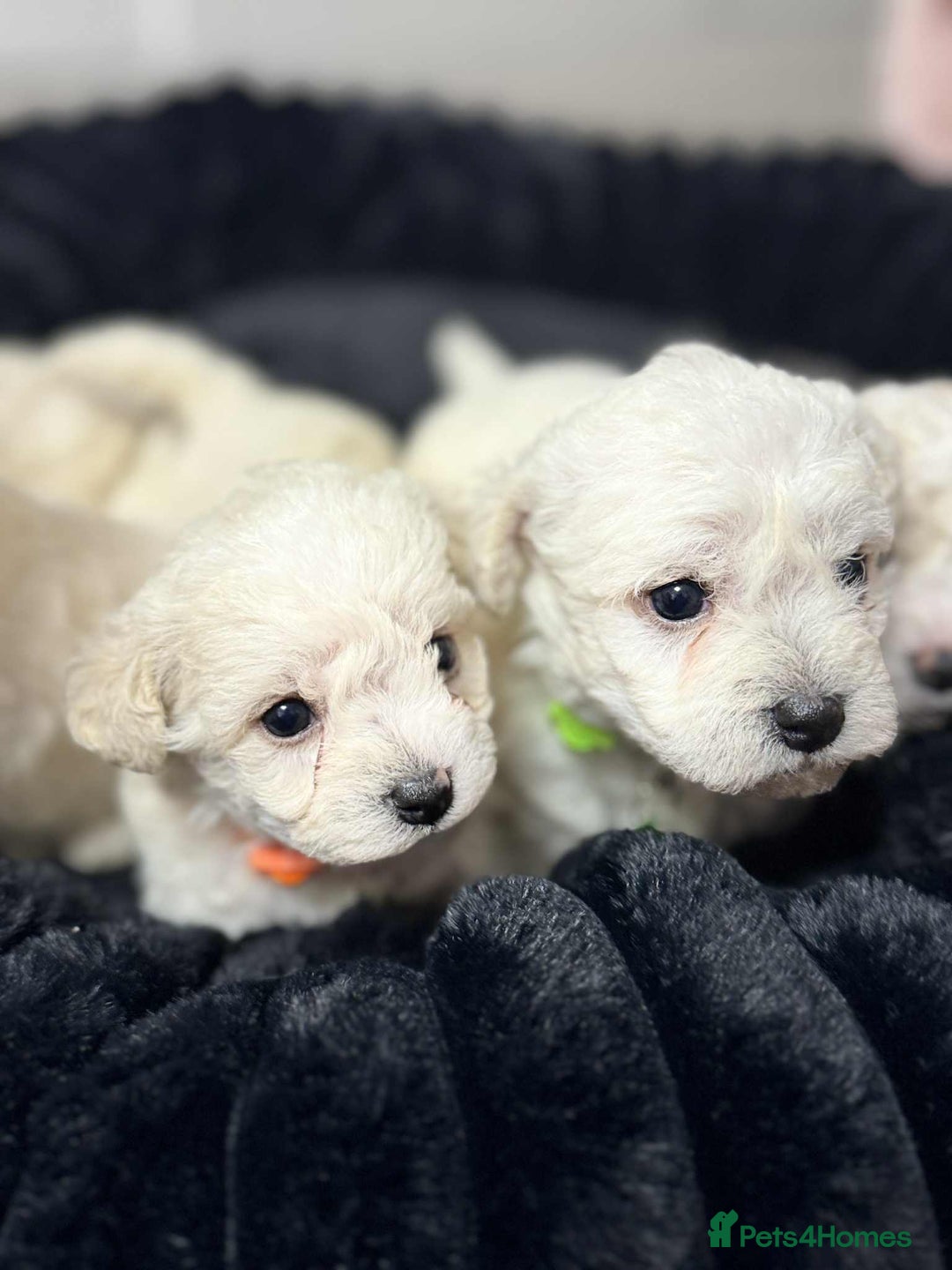 Bichon Frise dogs for sale: Adorable Bichon Frisée Puppies for sale  - Image 2