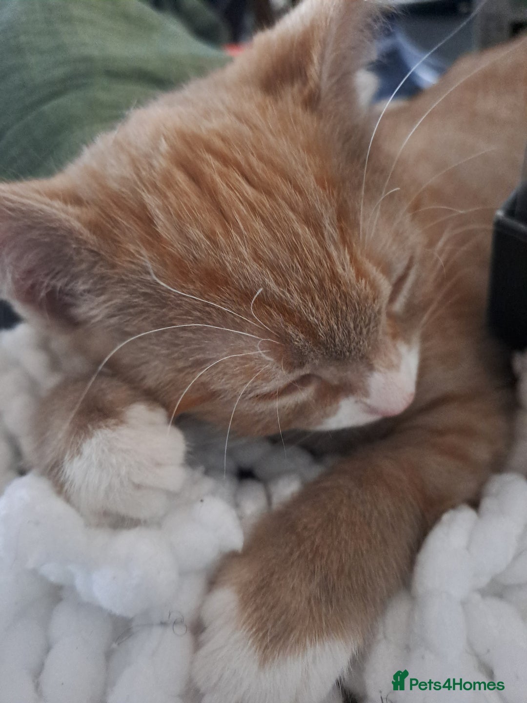 Mixed Breed cats for sale: 3 Stunning female kittens ready for their new home - Advert 6