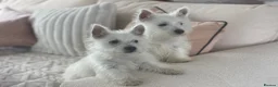 West Highland Terrier dogs for sale: Royal kennel club registered west highland white  - Advert 5