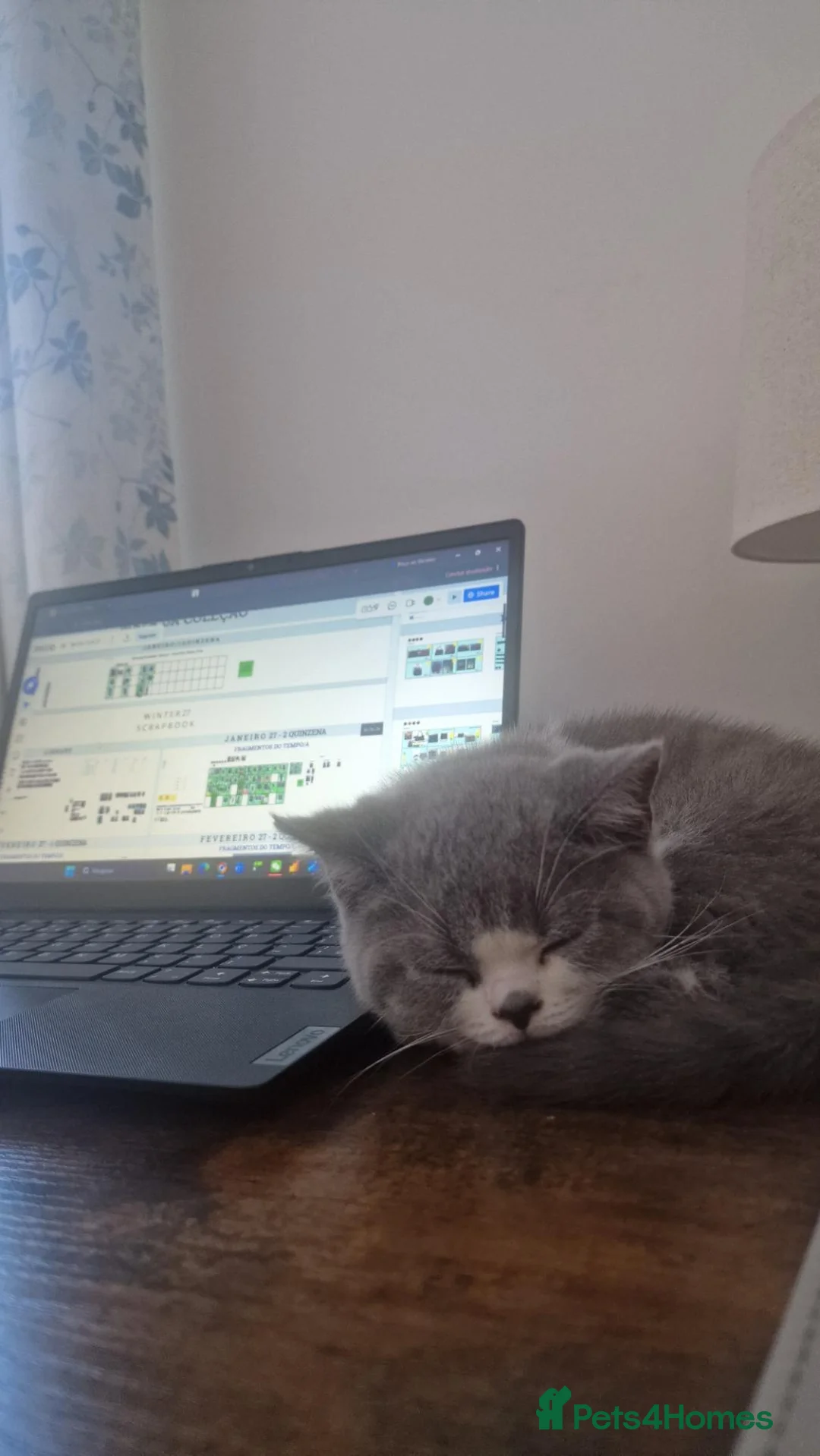 British Shorthair cats for sale: Adorably Sweet British Shorthair Kitten - Advert 6