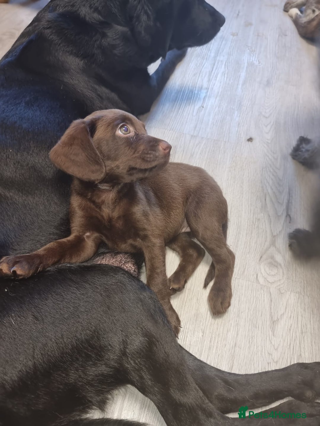 Mixed Breed dogs for sale: Labrador x cockapoo puppies - Image 8