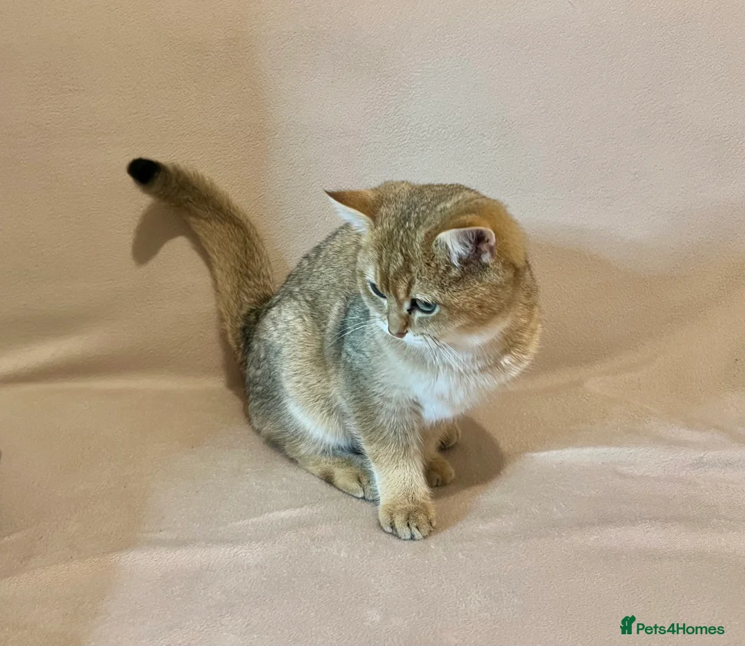 British Shorthair cats for sale: 🐾 Purebred BSH Golden kitten 🐾  - Advert 16