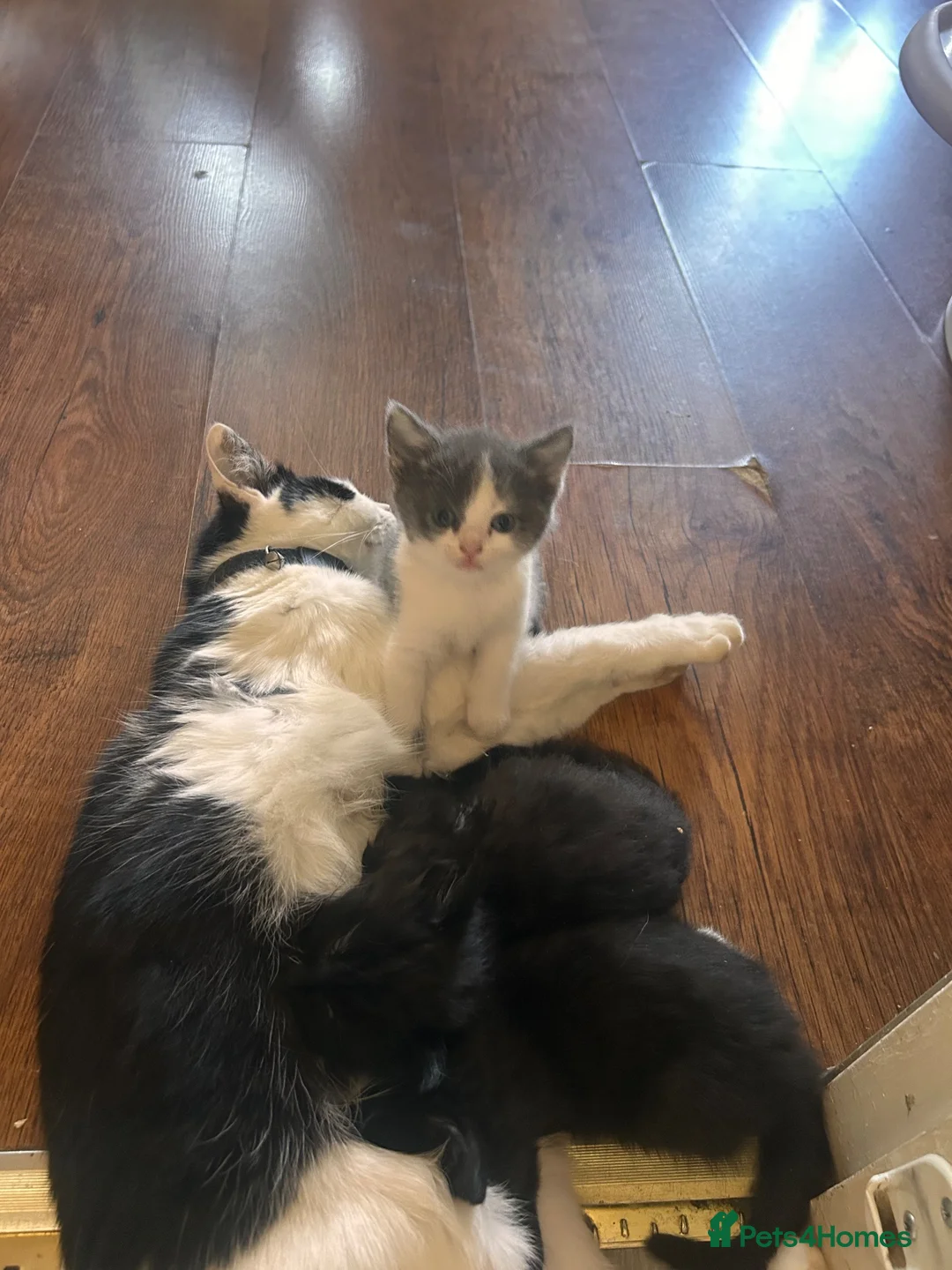 British Shorthair cats for sale: Kittens 1 Male and 1 Female left  in Portsmouth - Advert 1