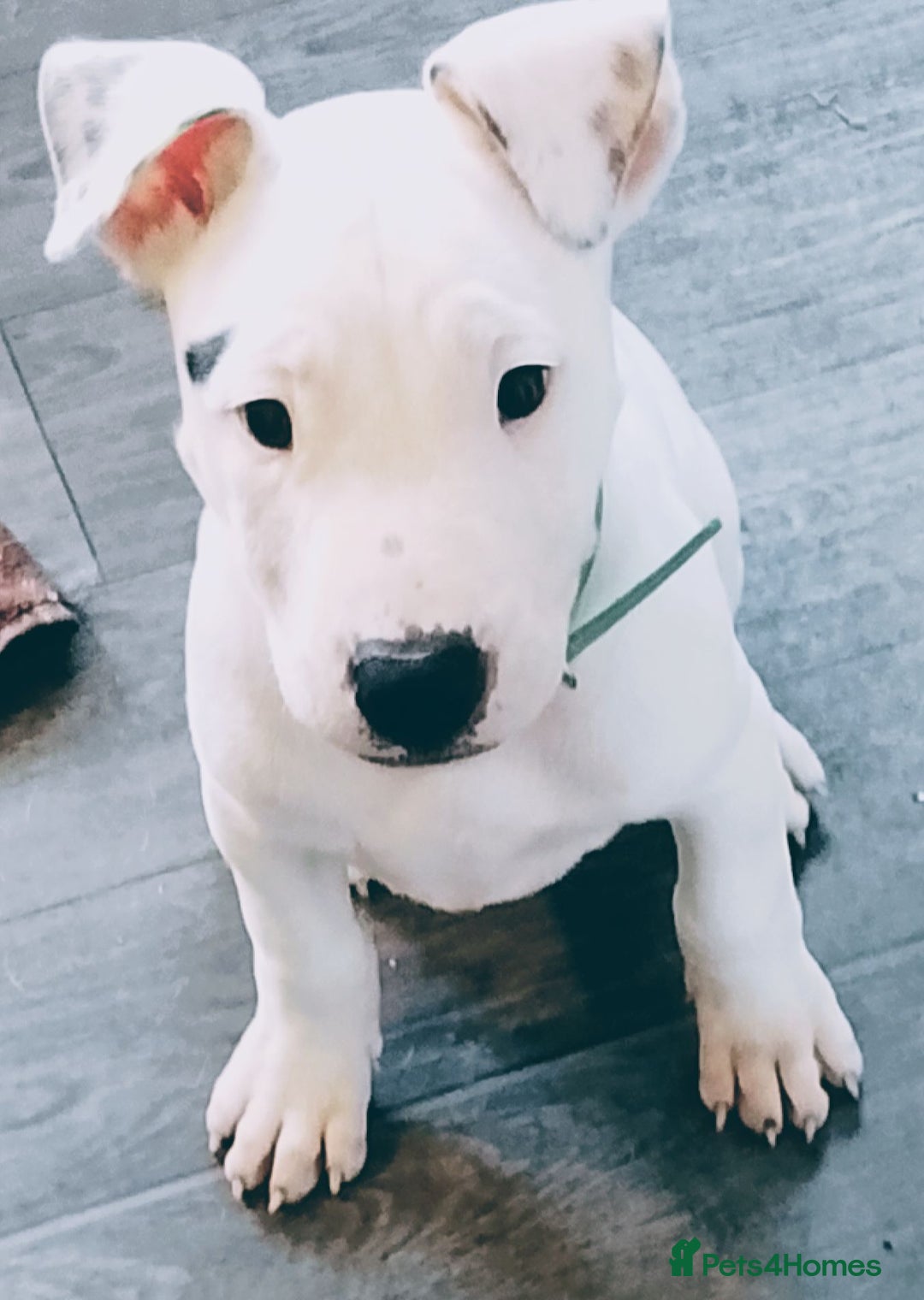 English Bulldog dogs for sale: Elsie - Beautiful pup 💝 - Advert 1