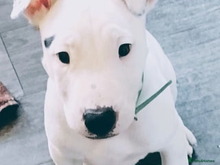 English Bulldog dogs Elsie - Beautiful pup 💝 - Advert 1