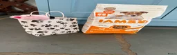 Miniature Dachshund dogs for sale: Smooth-haired miniature dachshund (last one!) - Advert 13