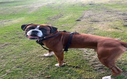 Boxer dogs for stud: Vinnie the Boxer - Image 3