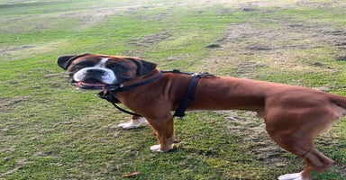 Boxer dogs - Advert 4