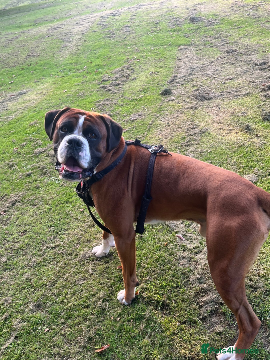 Boxer dogs for stud: Vinnie the Boxer - Image 3