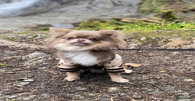 Chihuahua dogs in Dorchester - Advert 5