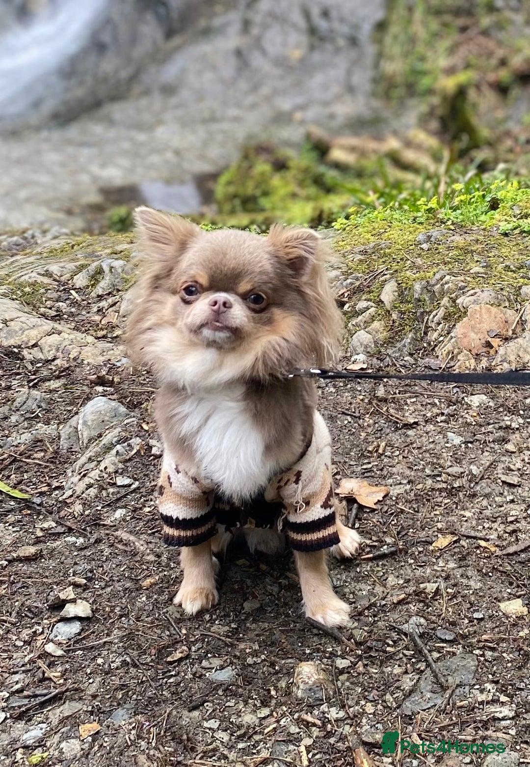 Chihuahua dogs for stud: Adorable long coat Chihuahua with 4 generations ❤️ in Dorchester - Image 3