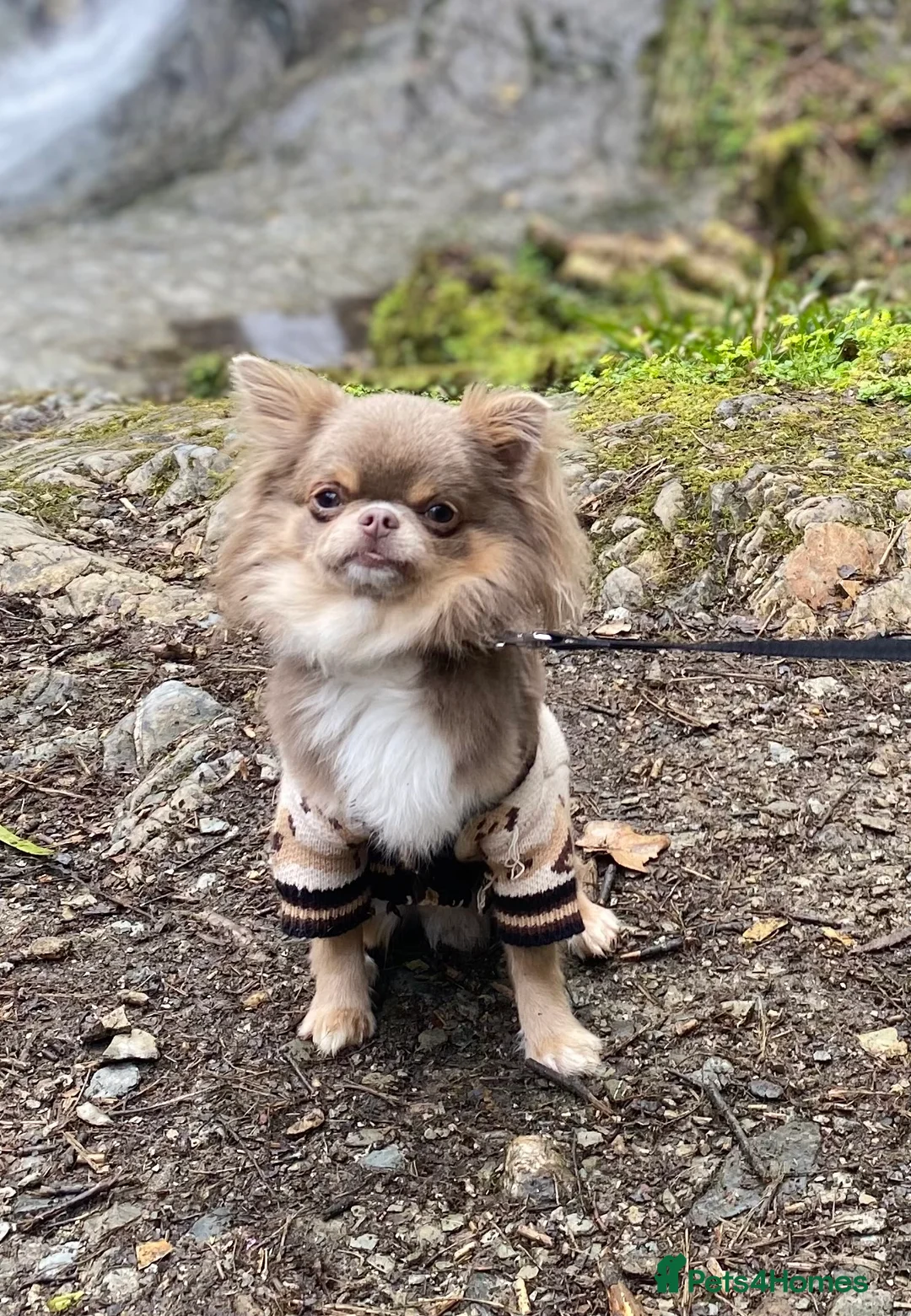 Chihuahua dogs for stud: Adorable long coat Chihuahua with 4 generations ❤️ in Dorchester - Advert 3