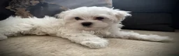 Maltese dogs for sale: 🌟  KC Registered Maltese Puppies Ready 🌟 - Advert 19