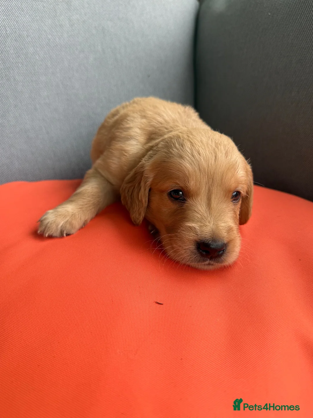 Golden Retriever dogs for sale: 🌸Outstanding Quality, Fully DNA & Health Tested in Cowbridge - Advert 15