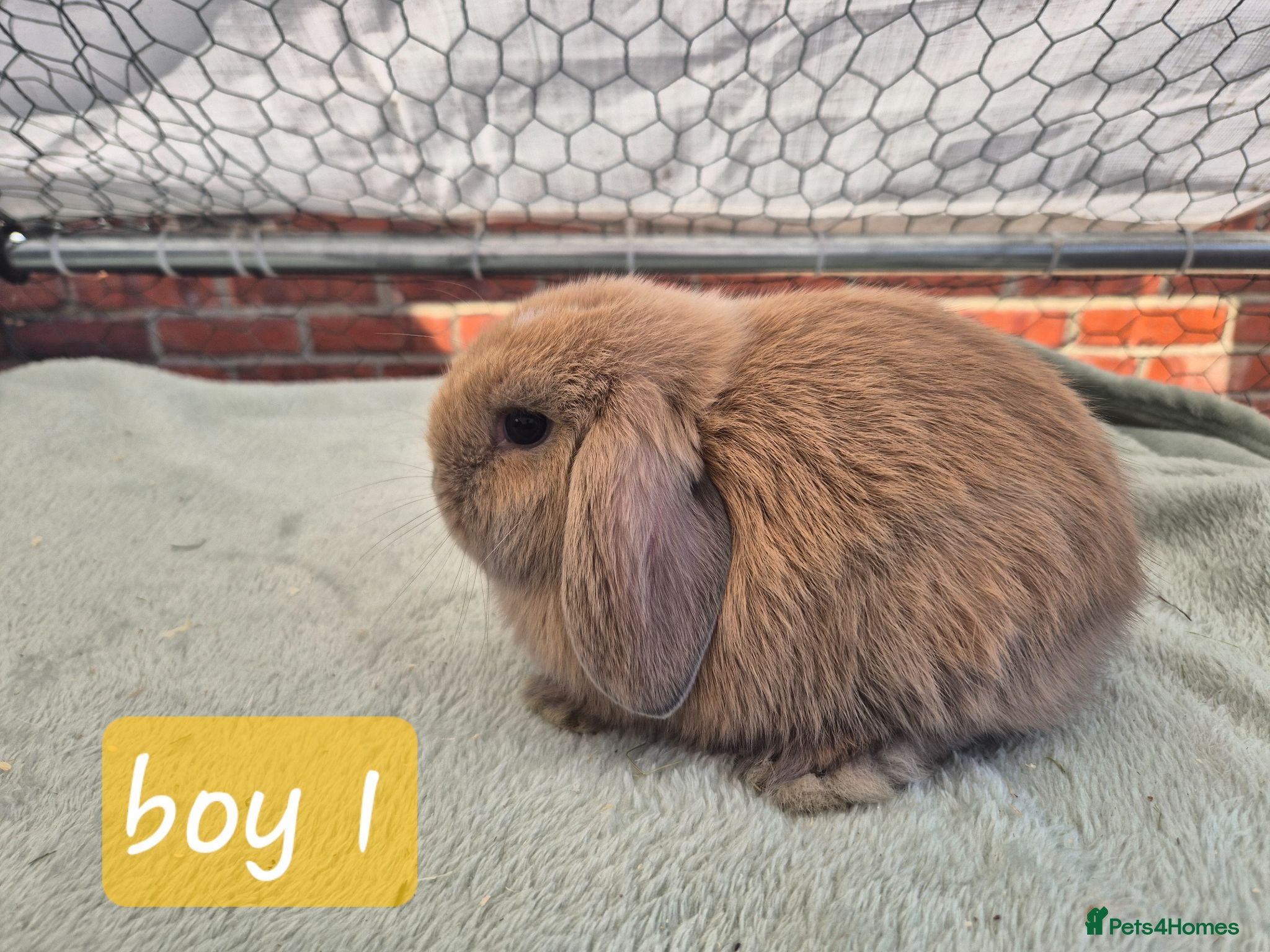 Mini Lop rabbits ❤️ laat gorgeous buck ready to reserve  🐇  - Advert 7