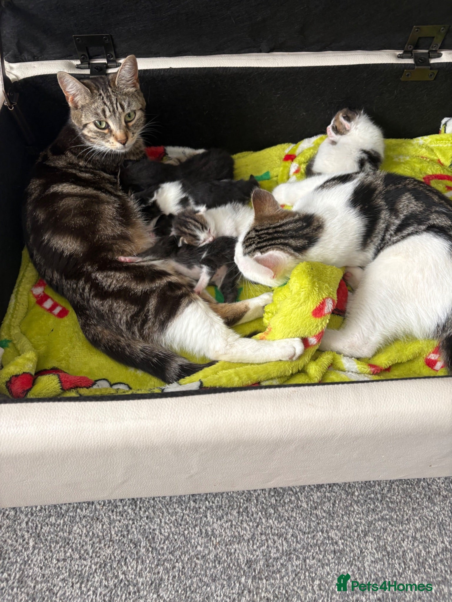 Mixed Breed cats 5 kittens available end of August  - Advert 1