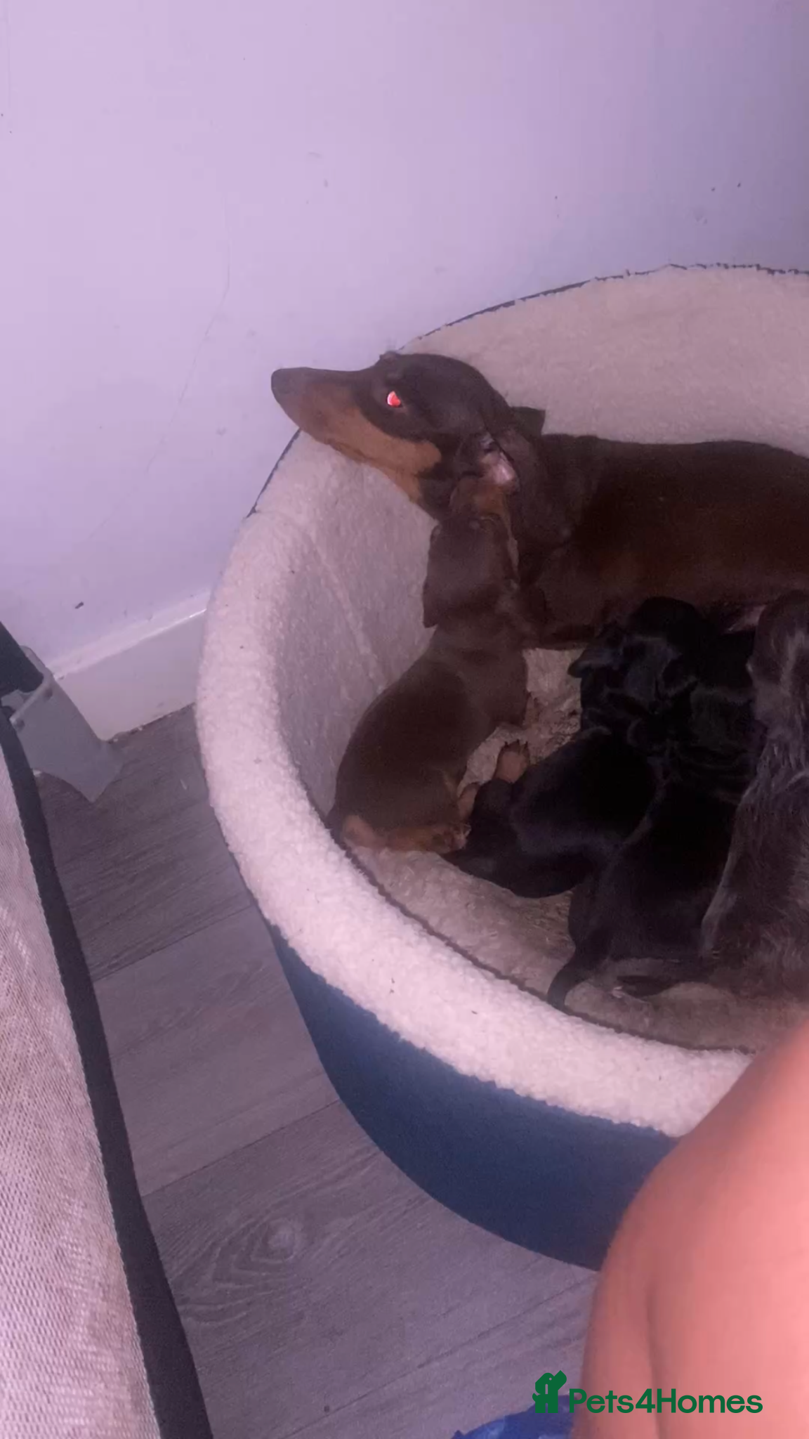 Miniature Dachshund dogs for sale: Stunning Miniature dachshund puppy’s   - Advert 1