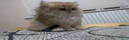 British Shorthair cats for sale: Kitten  - Advert 5