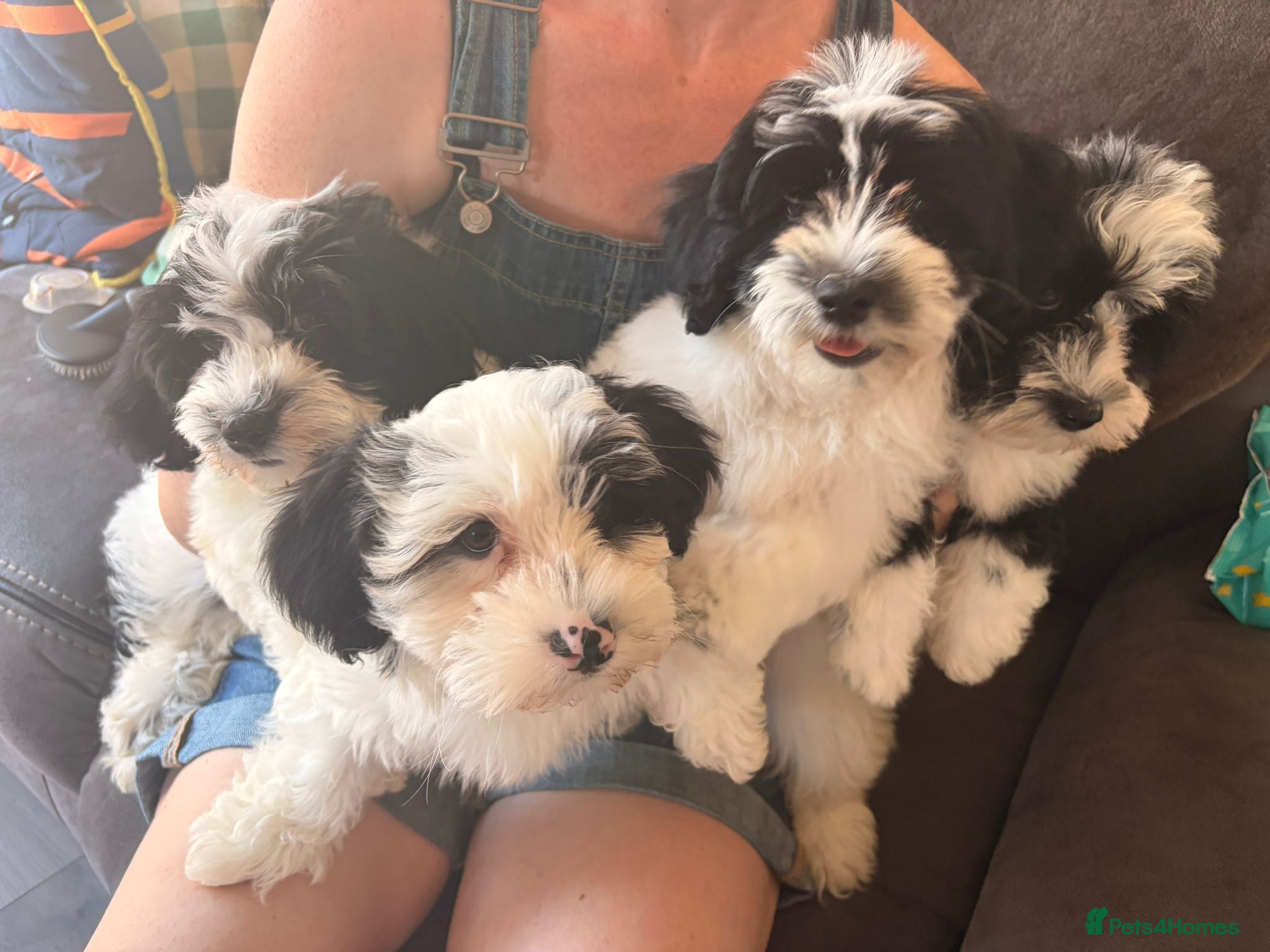 Havanese dogs 4 stunning K.C reg Havanese boy puppies - Advert 1