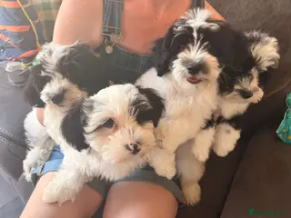 Havanese dogs 4 stunning K.C reg Havanese boy puppies - Advert 1