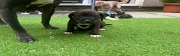 Mixed Breed dogs for sale: Blue American staffies - Advert 15
