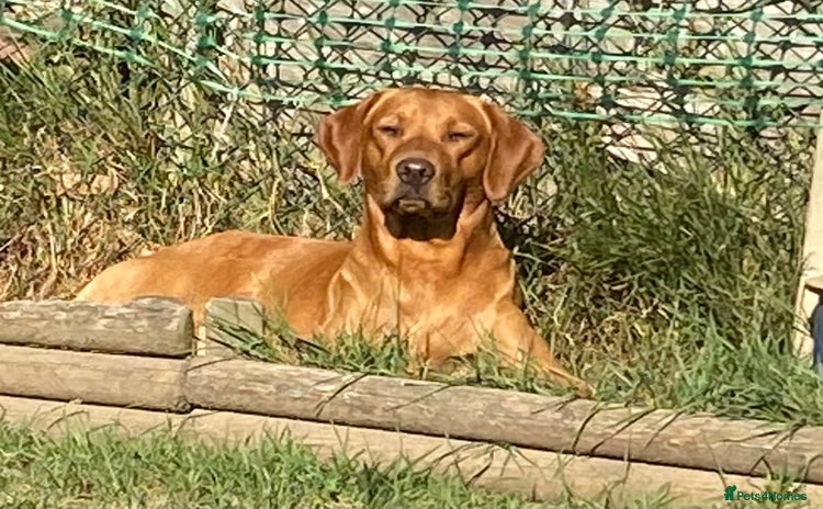 Labrador Retriever dogs - Advert 3