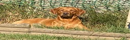 Labrador Retriever dogs for stud: Fully Health Tested Fox Red Labrador for Stud - Advert 1
