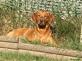 Labrador Retriever dogs Fully Health Tested Fox Red Labrador for Stud - Advert 16