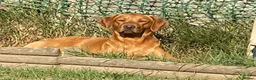 Labrador Retriever dogs for stud: Fully Health Tested Fox Red Labrador for Stud - Advert 1