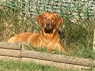 Labrador Retriever dogs Fully Health Tested Fox Red Labrador for Stud - Advert 20