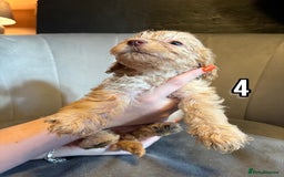 Cockapoo dogs for sale: REDUCED READY NOW TO LEAVE 5 pups left  - Image 7
