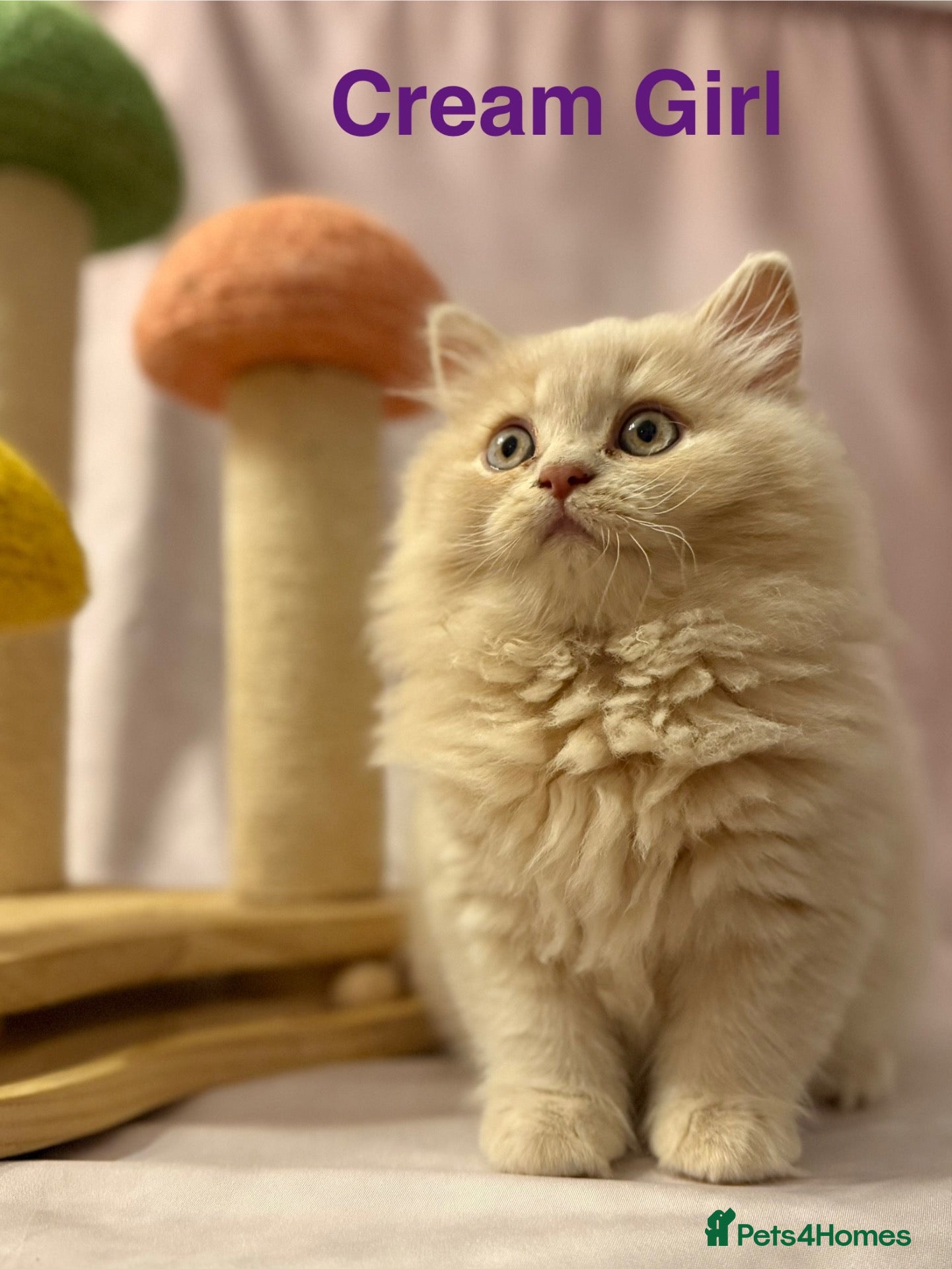 British Shorthair cats Registered Pedigree British Shorthair & Longhair  - Advert 1