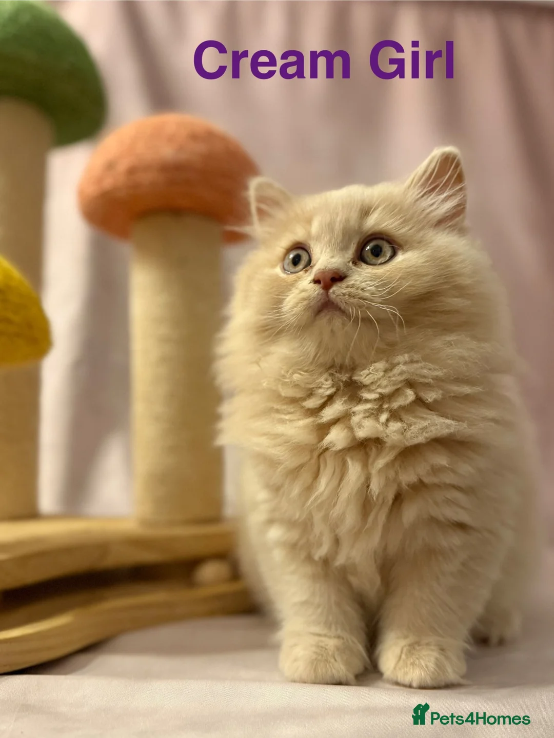 British Shorthair cats for sale: Registered Pedigree British Shorthair & Longhair  in Stafford - Advert 1
