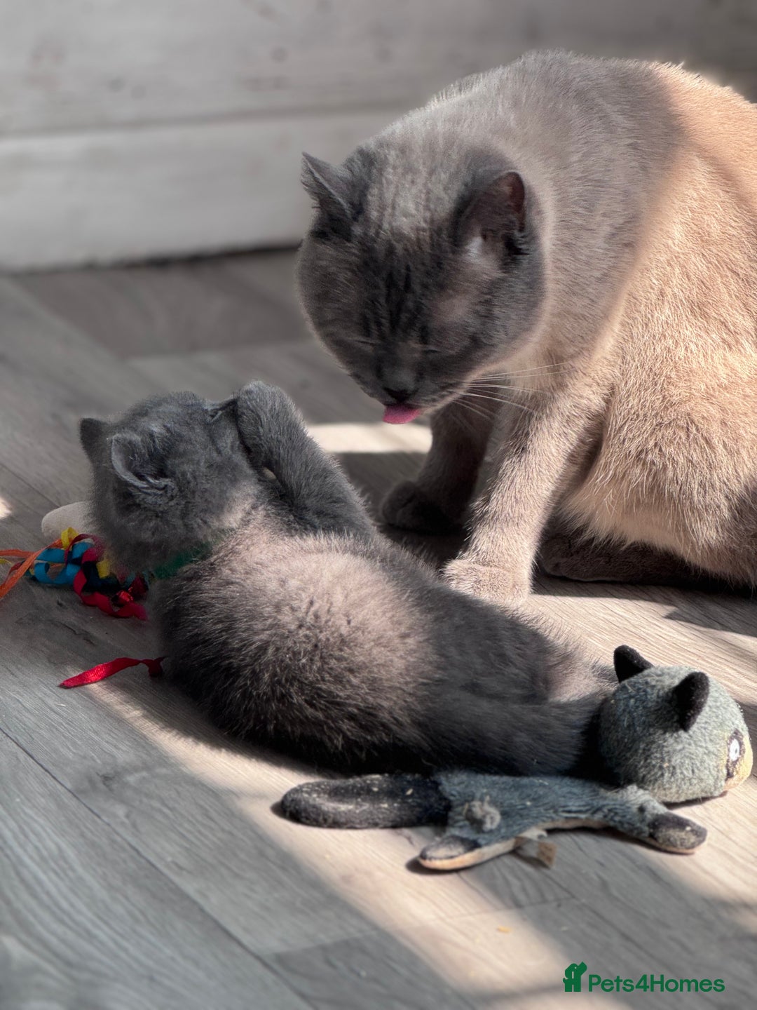 British Shorthair cats for sale: Chunky BSH Kittens - Image 4