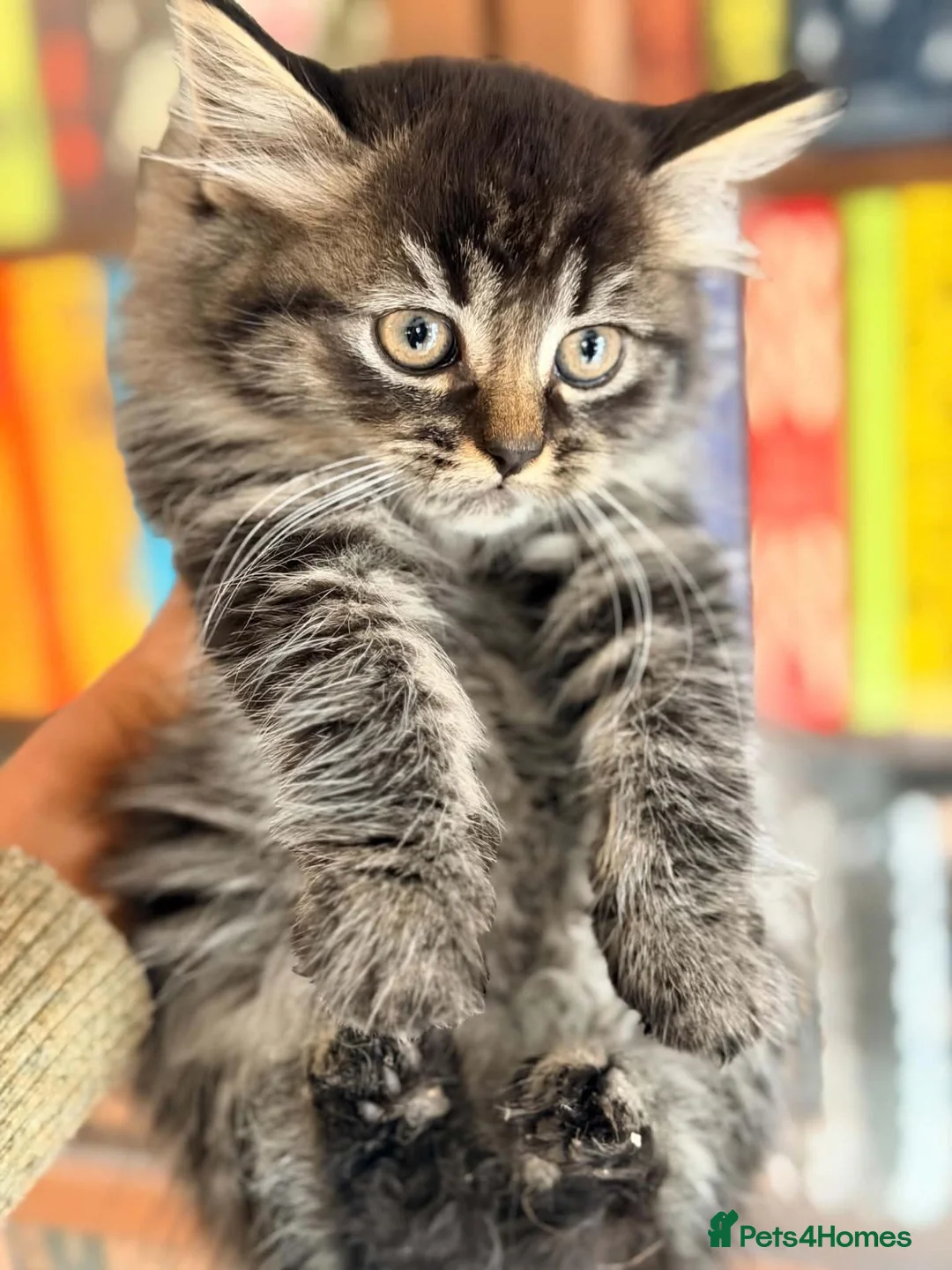 British Shorthair cats for sale: Stunning BSH Kittens Ready Now! - Advert 2