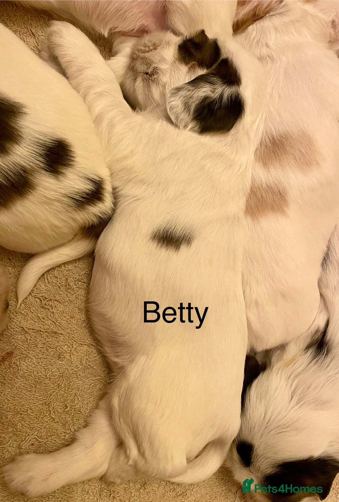 Cocker Spaniel dogs for sale: Your “furever” friend is here - Advert 12