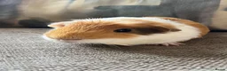Guinea Pig rodents for sale: Lovely boy, with cage, lost his companion  in Gravesend - Advert 2