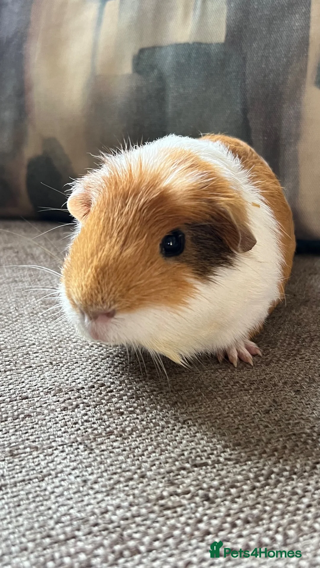 Guinea Pig rodents for sale: Lovely boy, with cage, lost his companion  in Gravesend - Advert 2