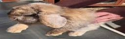 Mini Lop rabbits for sale: 3 choc harli mini lops - Advert 3